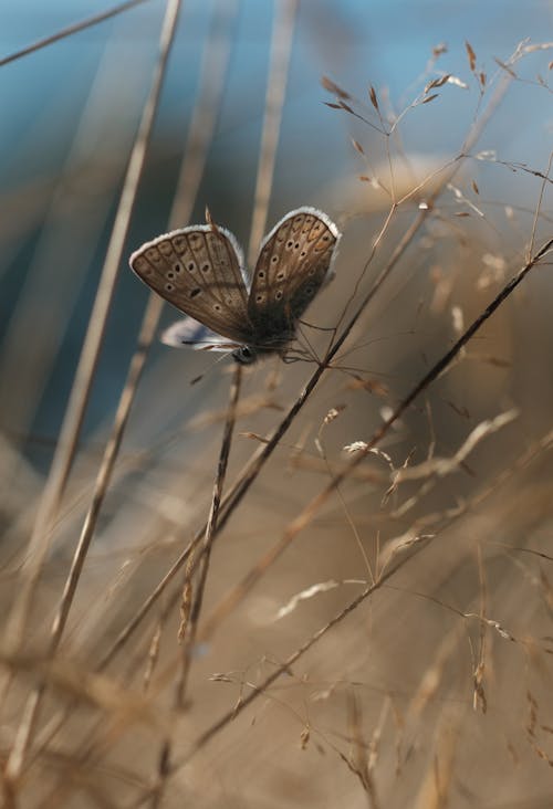 Free Close-Up Shot of a Butterfly Perched on a Plant Stock Photo