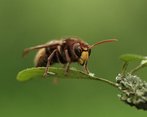 Free Close-Up Photography of a Bee on the Green Leaves Stock Photo