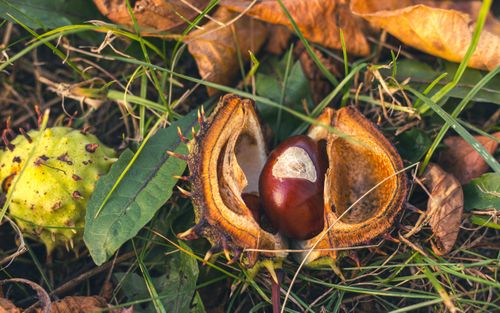 Free A chestnut partially emerging from its spiky shell amidst autumn leaves and grass. Stock Photo
