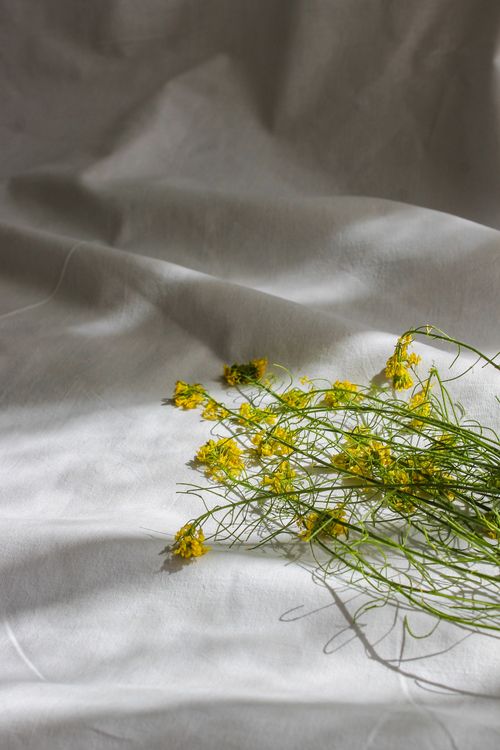 Free Delicate yellow flowers on white fabric with natural sunlight creating soft shadows. Stock Photo