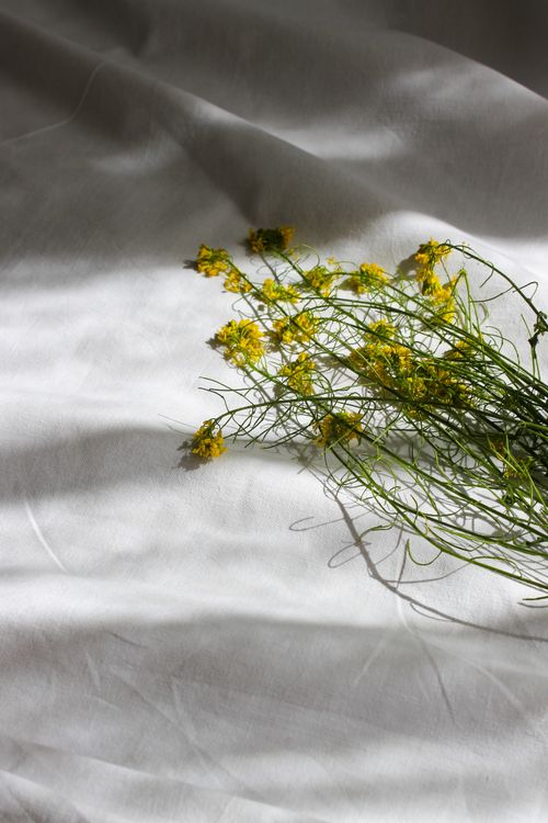 Free A serene close-up of yellow flowers on white textile, capturing subtle elegance. Stock Photo