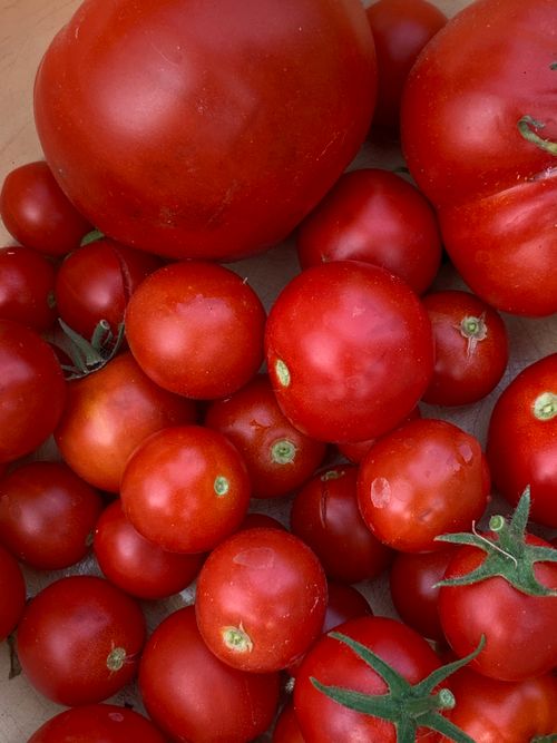 Free A vibrant display of ripe, fresh cherry and big tomatoes, showcasing their rich red colors. Stock Photo