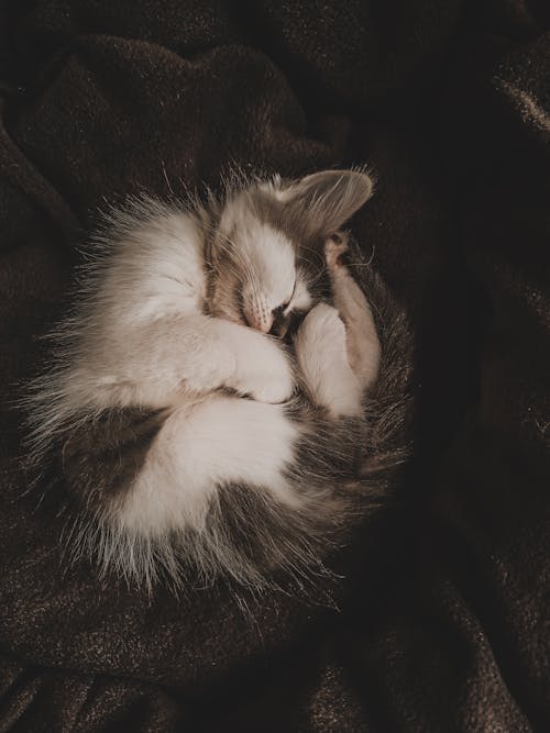 Close-Up Shot of a Tabby Cat Lying on a Black Textile