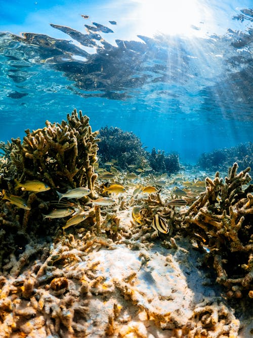 Free Undersea landscape of coral reef Stock Photo