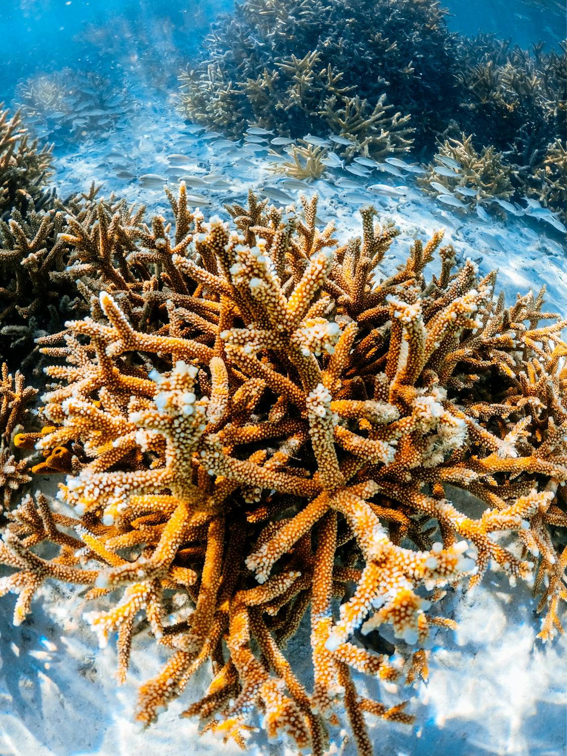 Coral reef on sea bottom · Free Stock Photo