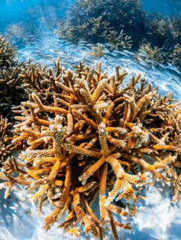Colorful coral reef underwater in the pristine waters of Venezuela's Dependencias Federales.