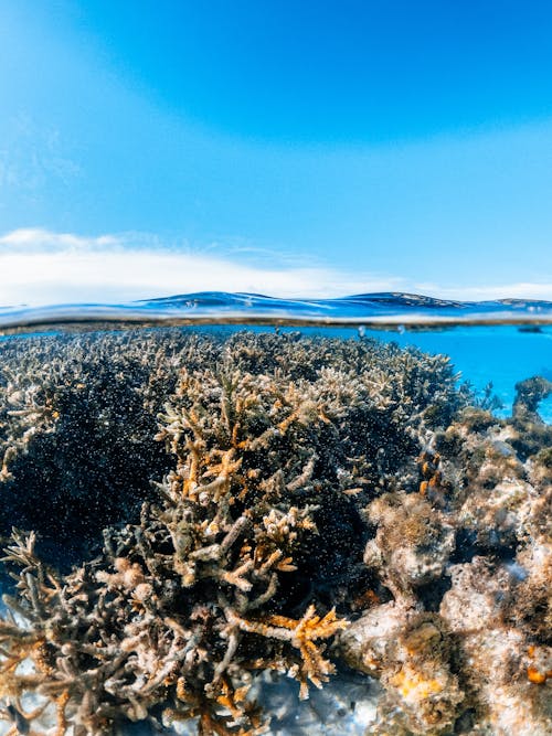 bezplatná Základová fotografie zdarma na téma korálový útes, modrá obloha, mořský život Základová fotografie