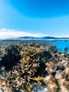 Coral reef seen underwater