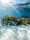 Shoal of fish against coral reef undersea
