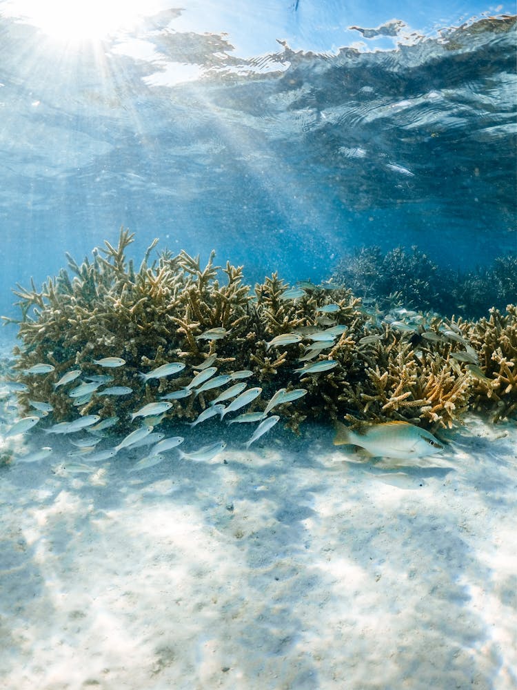 Shoal Of Fish Against Coral Reef Undersea