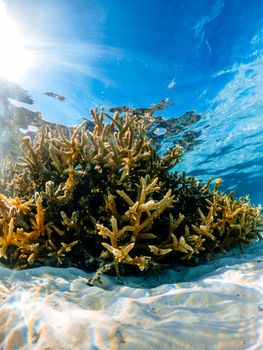 Explore a stunning coral reef in clear waters, showcasing vibrant marine life and natural beauty.