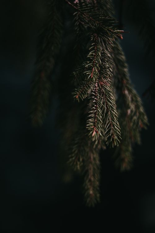 Free Detailed close-up of coniferous tree branch in Istanbul with a dark, moody atmosphere. Stock Photo