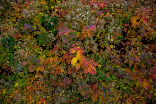 Free A colorful display of fall leaves showcasing the beauty of autumn's palette. Stock Photo