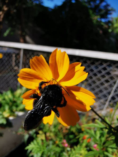 Základová fotografie zdarma na téma Brazílie, včela, žlutá kytka
