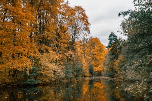 Fotobanka s bezplatnými fotkami na tému jazero, jeseň, les