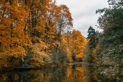 Free Serene autumn landscape capturing golden foliage reflecting on a calm lake. Stock Photo