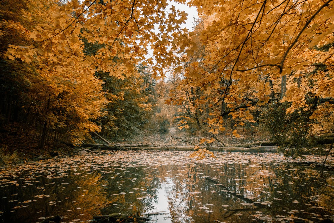 A River between Trees · Free Stock Photo