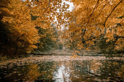 Foto d'estoc gratuïta de arbres, caure, medi ambient