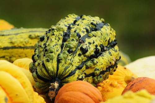 Close-Up Shot of Pumpkins