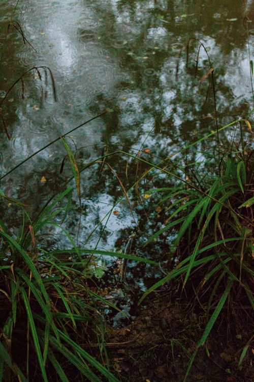 Free A tranquil view of a pond reflecting the sky surrounded by lush grass. Stock Photo