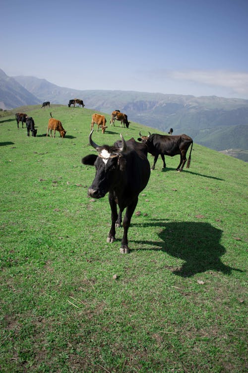 Gratis stockfoto met beesten, boerderij, cattles