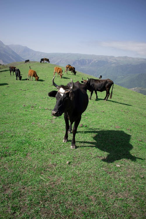 alan, arazi, büyükbaş hayvan sürüsü içeren Ücretsiz stok fotoğraf