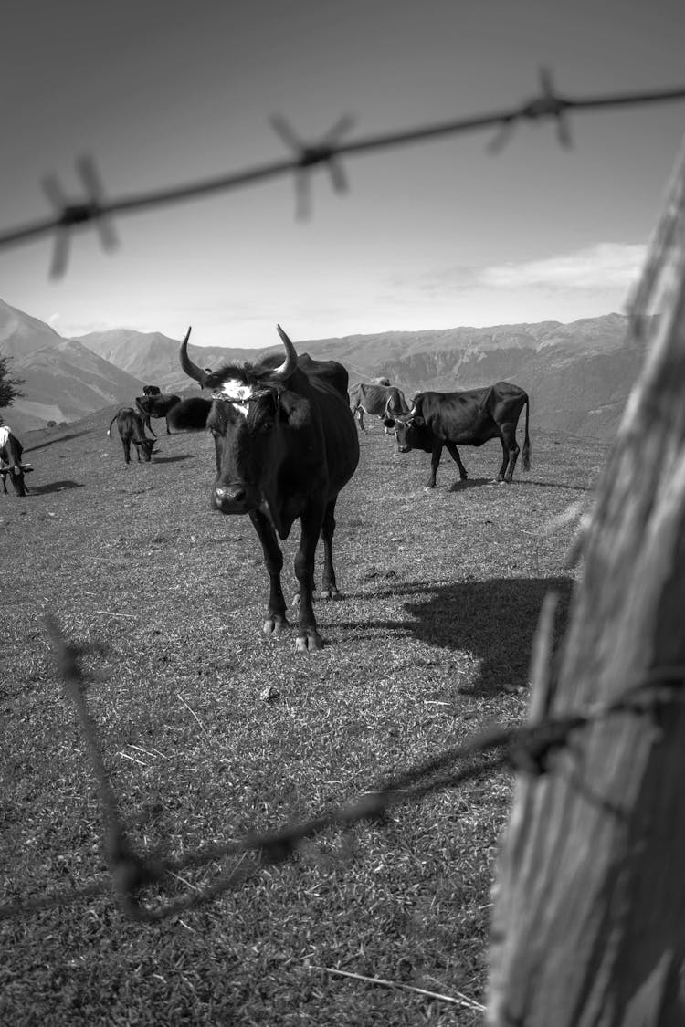 Grayscale Photo Of Bulls On Grass Field