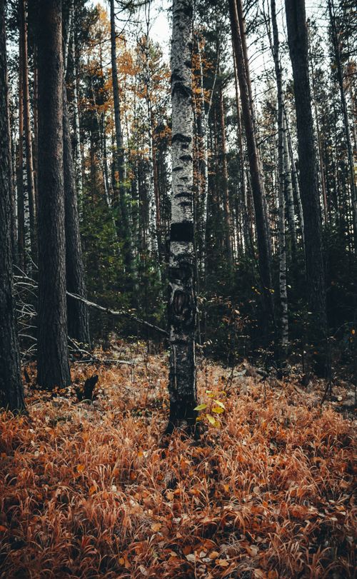 Free Explore the tranquility of a dense autumn forest featuring tall birch trees and vibrant foliage. Stock Photo