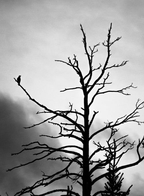 Free A solitary bird perched on a barren tree branch against a dramatic sky, in striking silhouette. Stock Photo