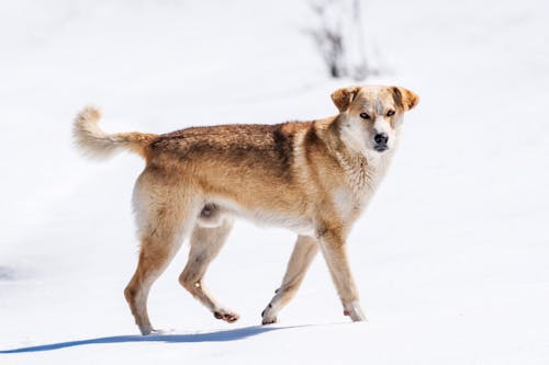 Brown Short Coated Dog on Snow Covered Ground