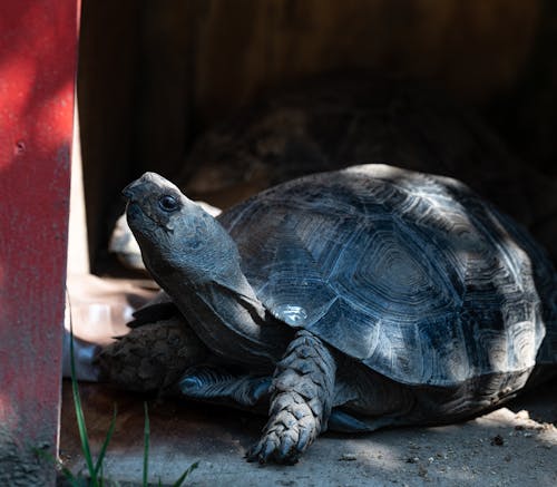 Photos gratuites de faune, fermer, photographie animalière