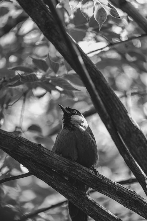 Grayscale Photo of a Bird Perched on a Tree Branch