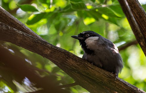 무료 검은목구렁이, 깃털, 나무의 무료 스톡 사진
