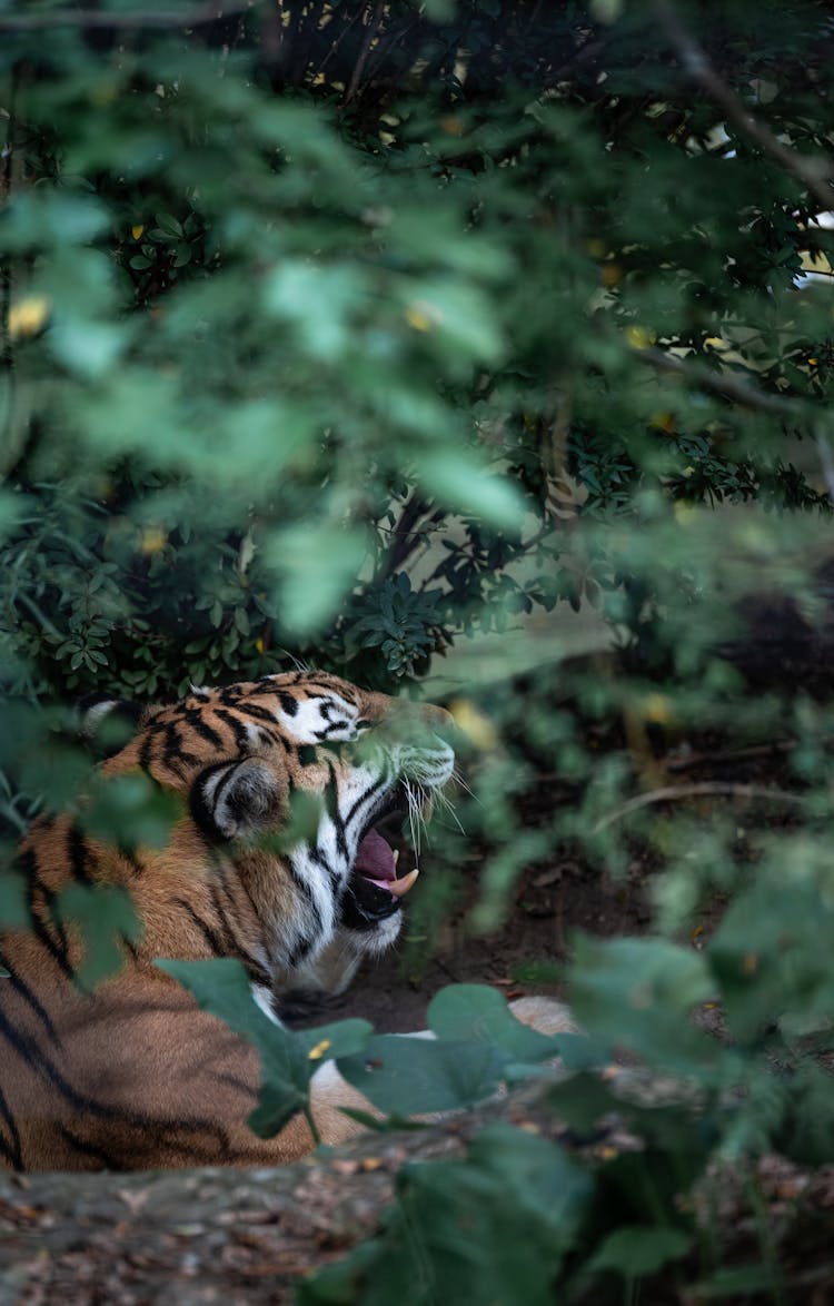 Photo Of A Tiger With Open Mouth