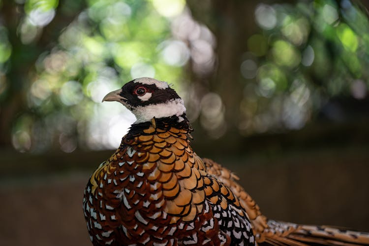 Close-up Photo Of A Pheasant Bird