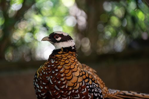 Free Close-up of a colorful pheasant with detailed plumage against a blurred bokeh background. Stock Photo