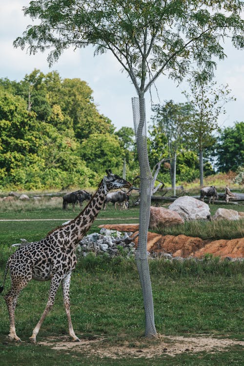 A Giraffe beside a Tree