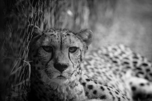 Grayscale Photo of a Cheetah 
