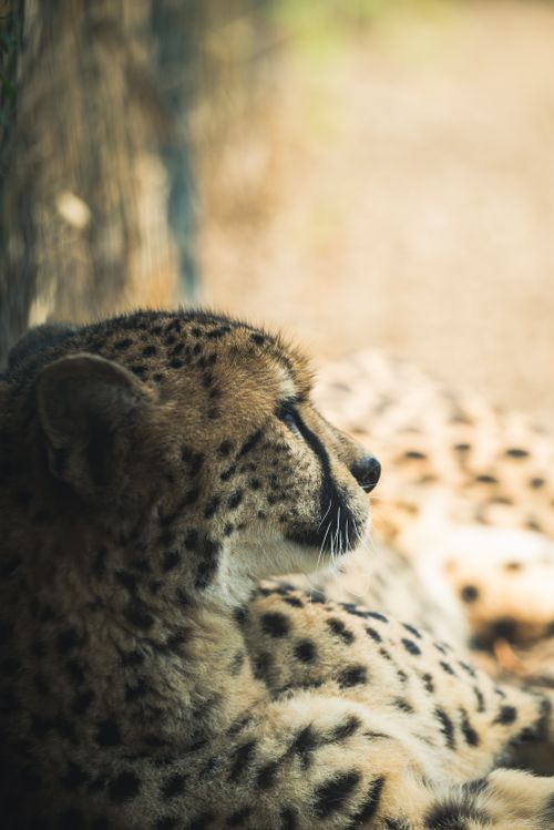 Free A serene close-up of a cheetah lying down, showcasing its spots and majestic profile. Stock Photo