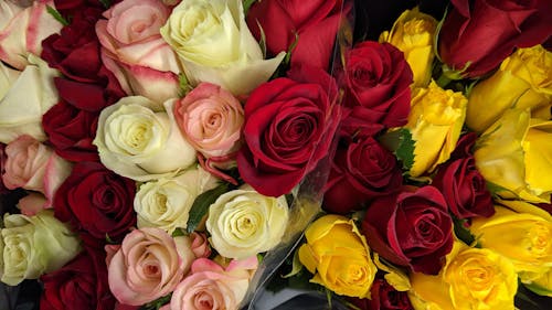 Close-Up Shot of Bouquet of Roses