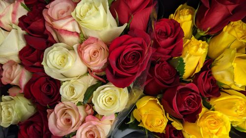 Free A stunning close-up of colorful rose bouquets featuring red, yellow, and white roses. Stock Photo