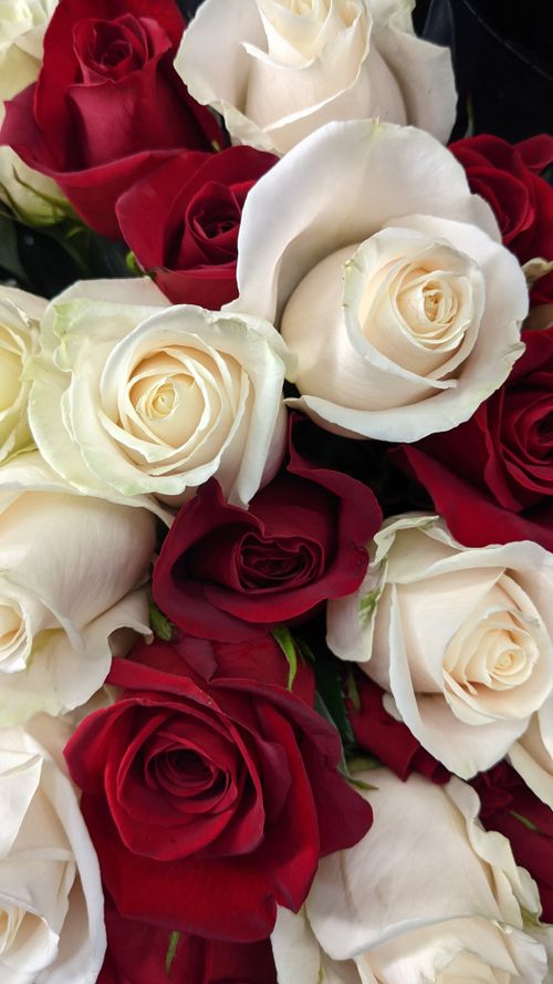 Free Elegant bouquet featuring red and white roses in a striking close-up view. Stock Photo