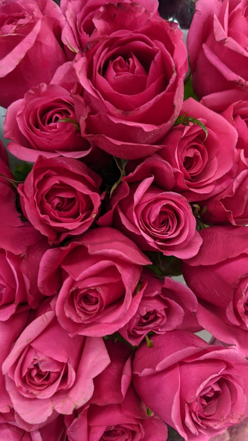オーバーヘッドショット, ピンクのバラ, ブーケの無料の写真素材