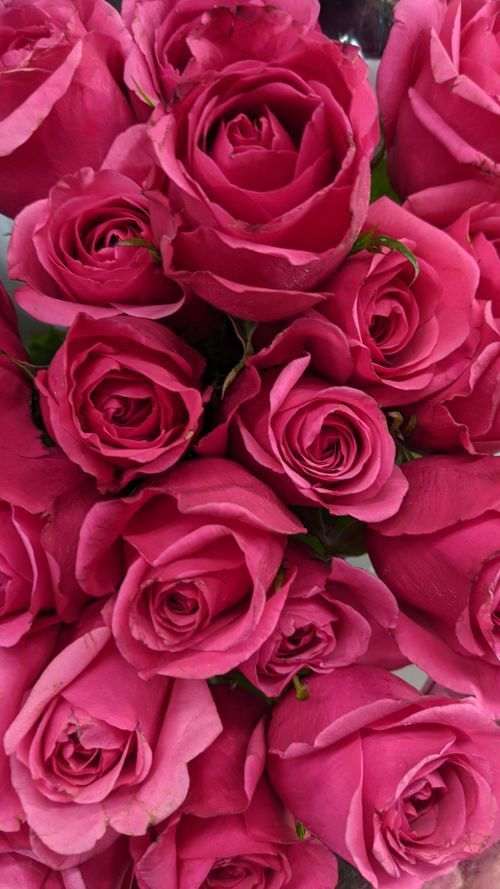 Free A close-up of vibrant blooming pink roses in full bloom, perfect for floral-themed projects. Stock Photo