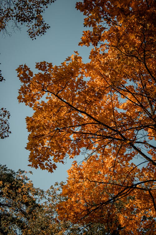 Autumn Trees Under Blue Sky