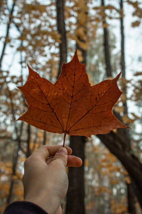 Close-Up Shot of a Person Holding a Maple Leaf