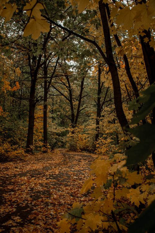 Free Explore the serene autumn path with rich fall foliage in Tatarstan, Russia. Stock Photo