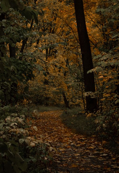 Free Serene forest path covered with vibrant autumn leaves, capturing the essence of fall. Stock Photo
