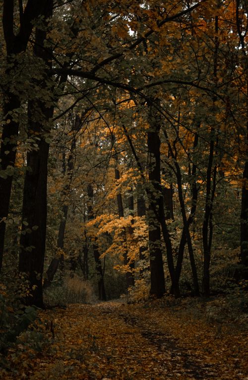 Free Explore the serene beauty of an autumn forest in Tatarstan, Russia, with vibrant fall foliage. Stock Photo