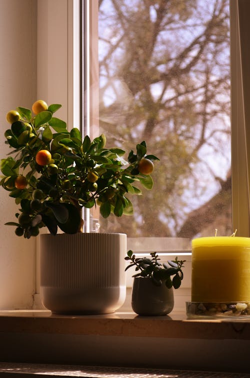 Plants and a Candle on a Windowsill 